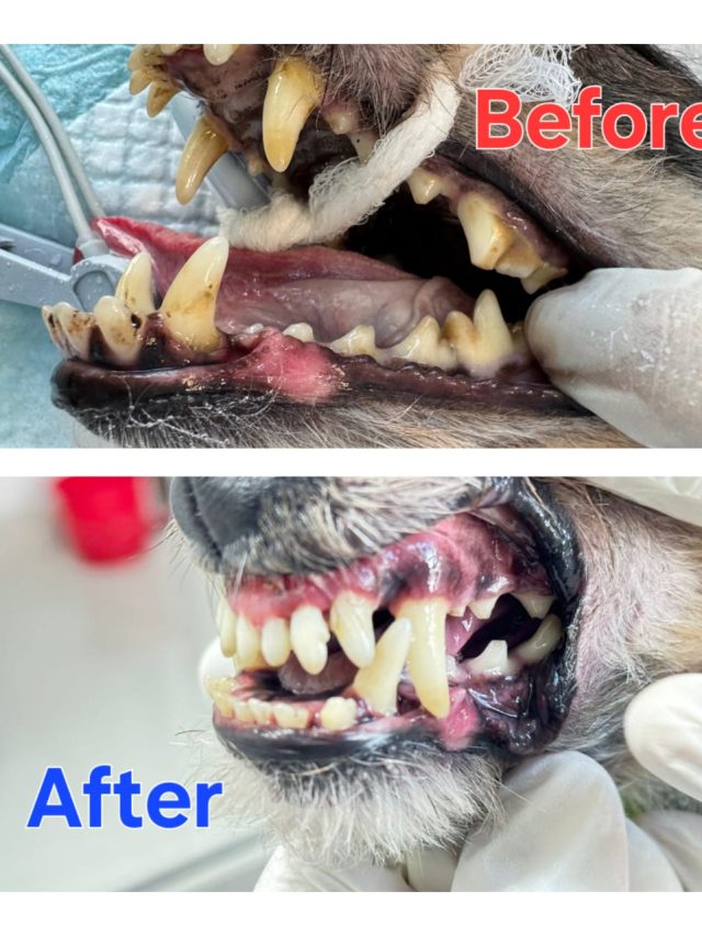 dental scaling for dog