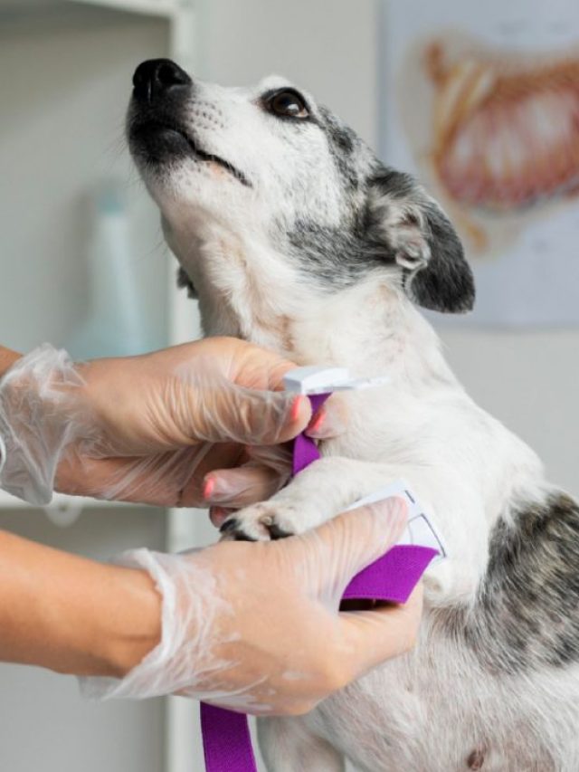 Renal Failure in Dogs